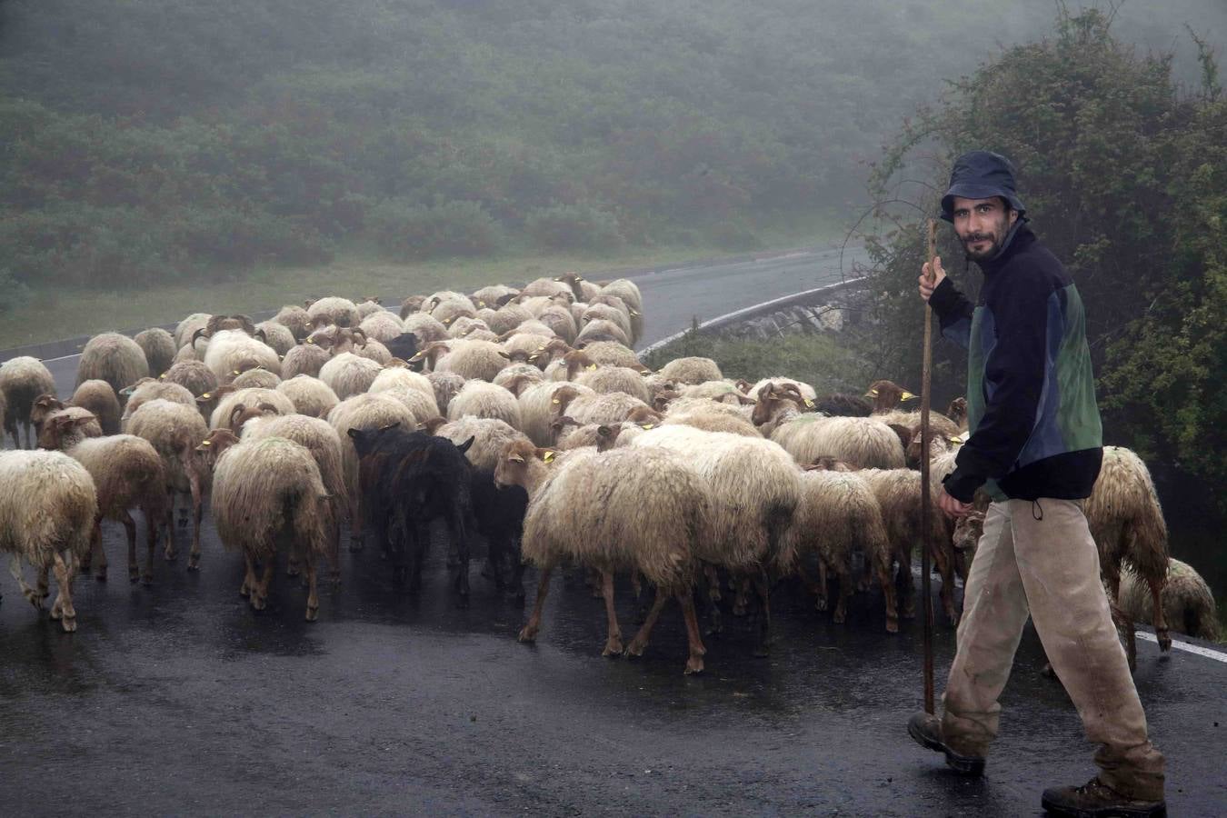 Los Picos de Europa se abren al ganado