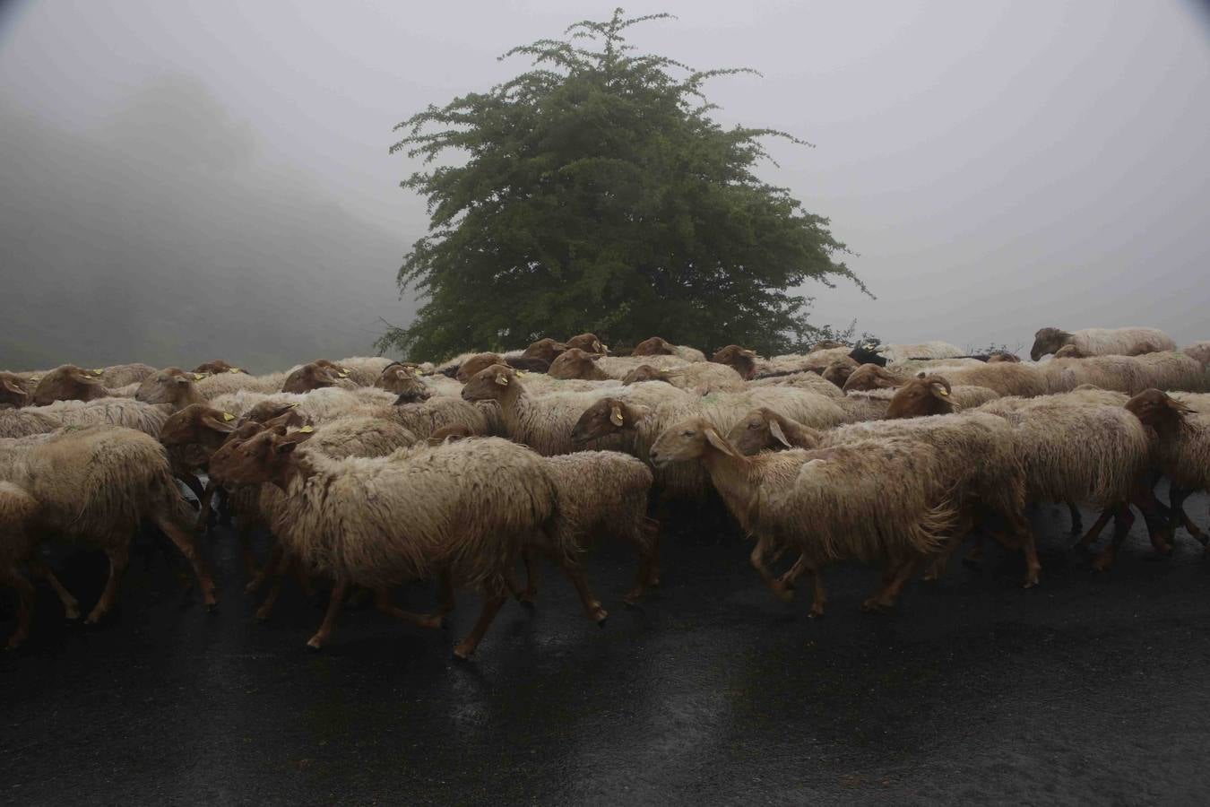 Los Picos de Europa se abren al ganado