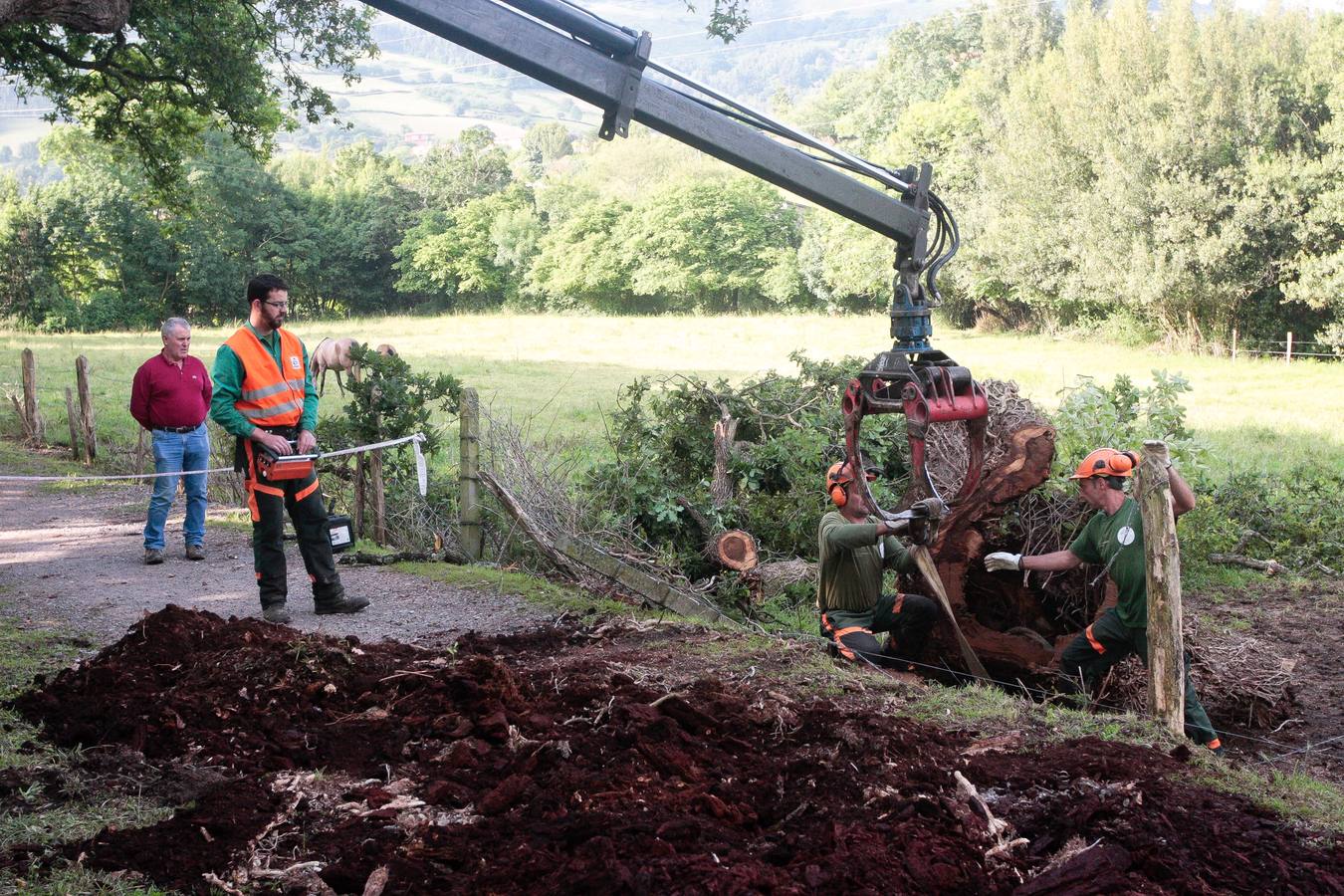 Adiós a un árbol centenario