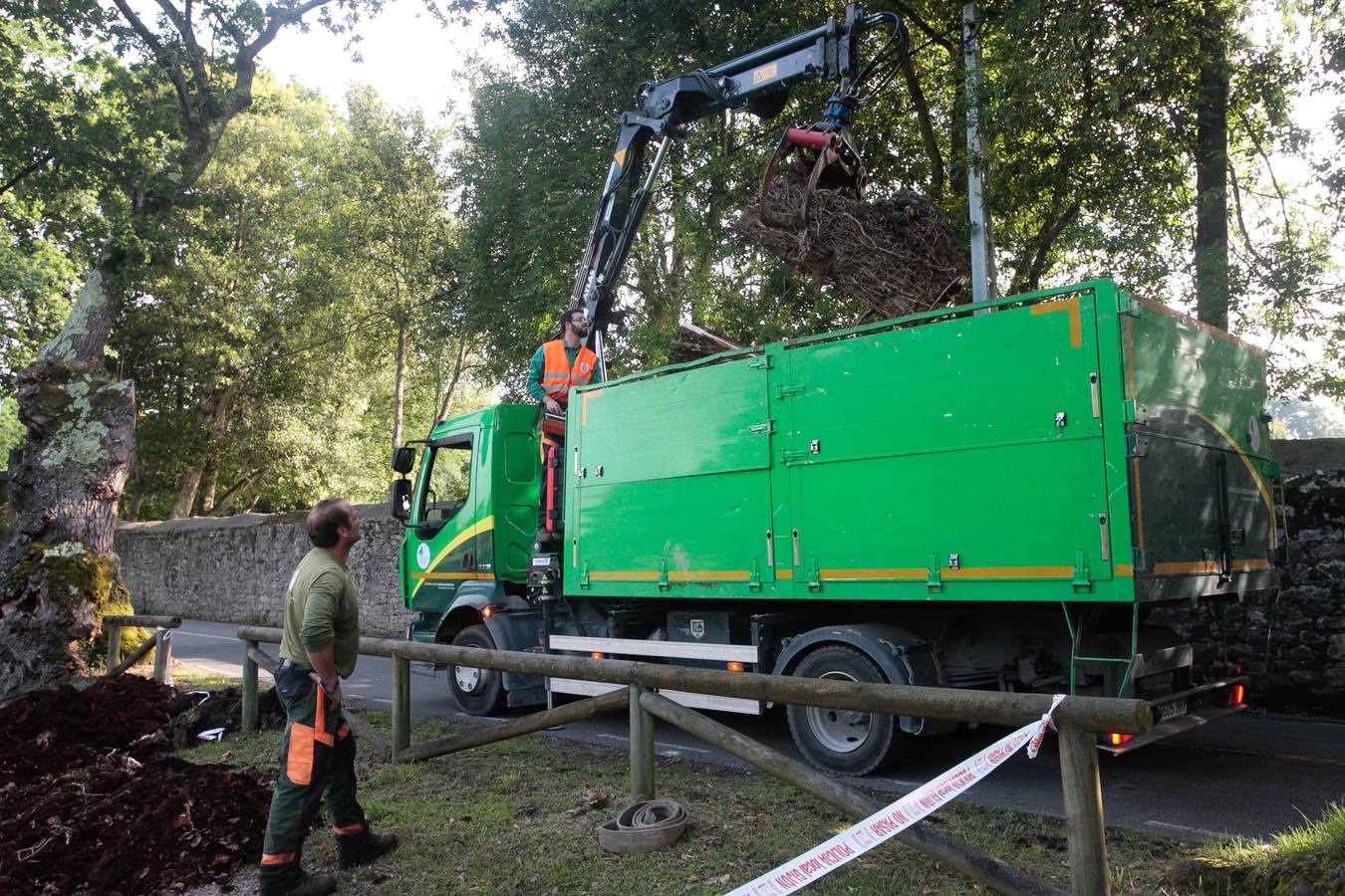 Adiós a un árbol centenario