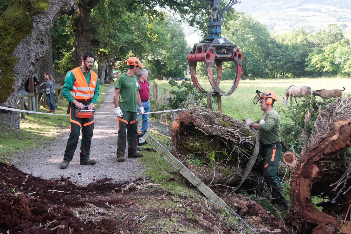 Adiós a un árbol centenario