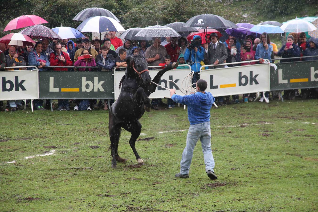 El asturcón permanece indomable