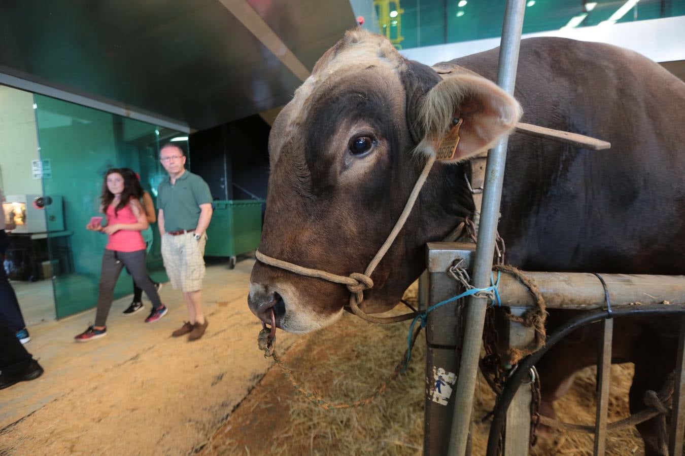 Más que vacas y toros en el Concurso de Ganado de San Agustín