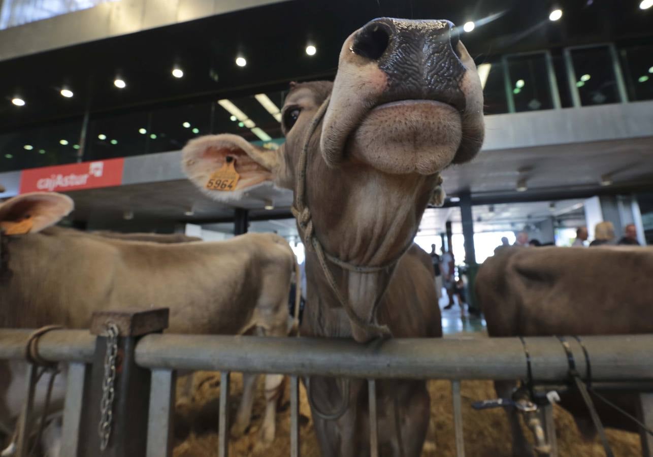 Más que vacas y toros en el Concurso de Ganado de San Agustín