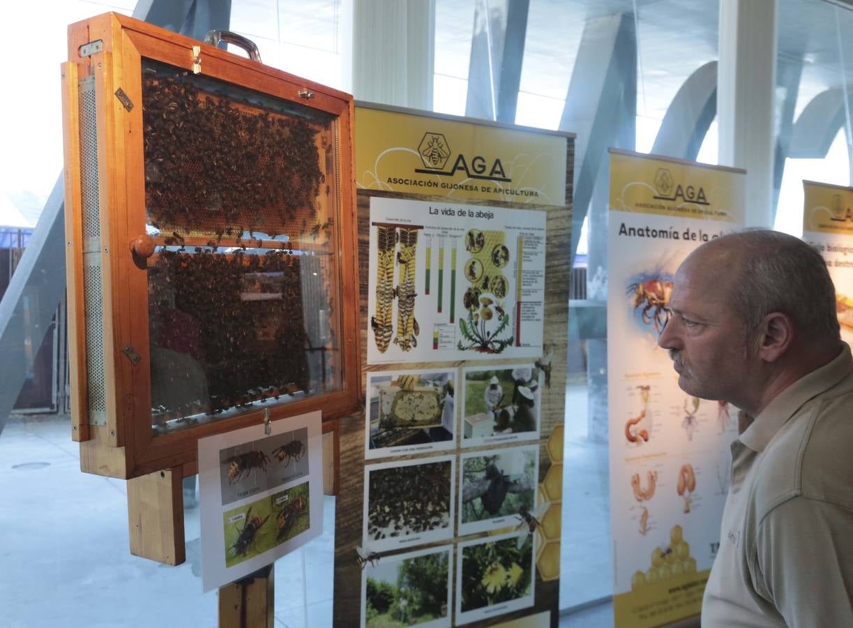 Más que vacas y toros en el Concurso de Ganado de San Agustín