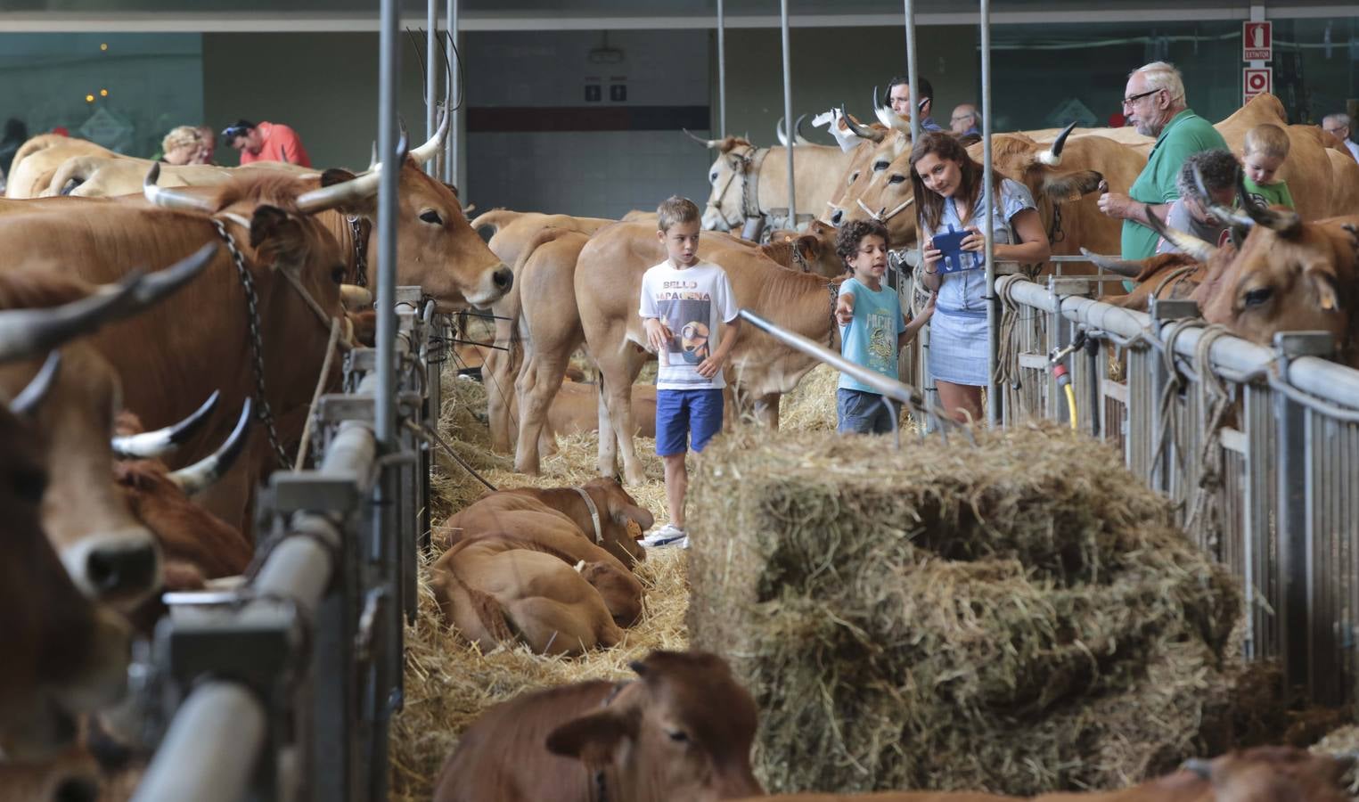 Más que vacas y toros en el Concurso de Ganado de San Agustín