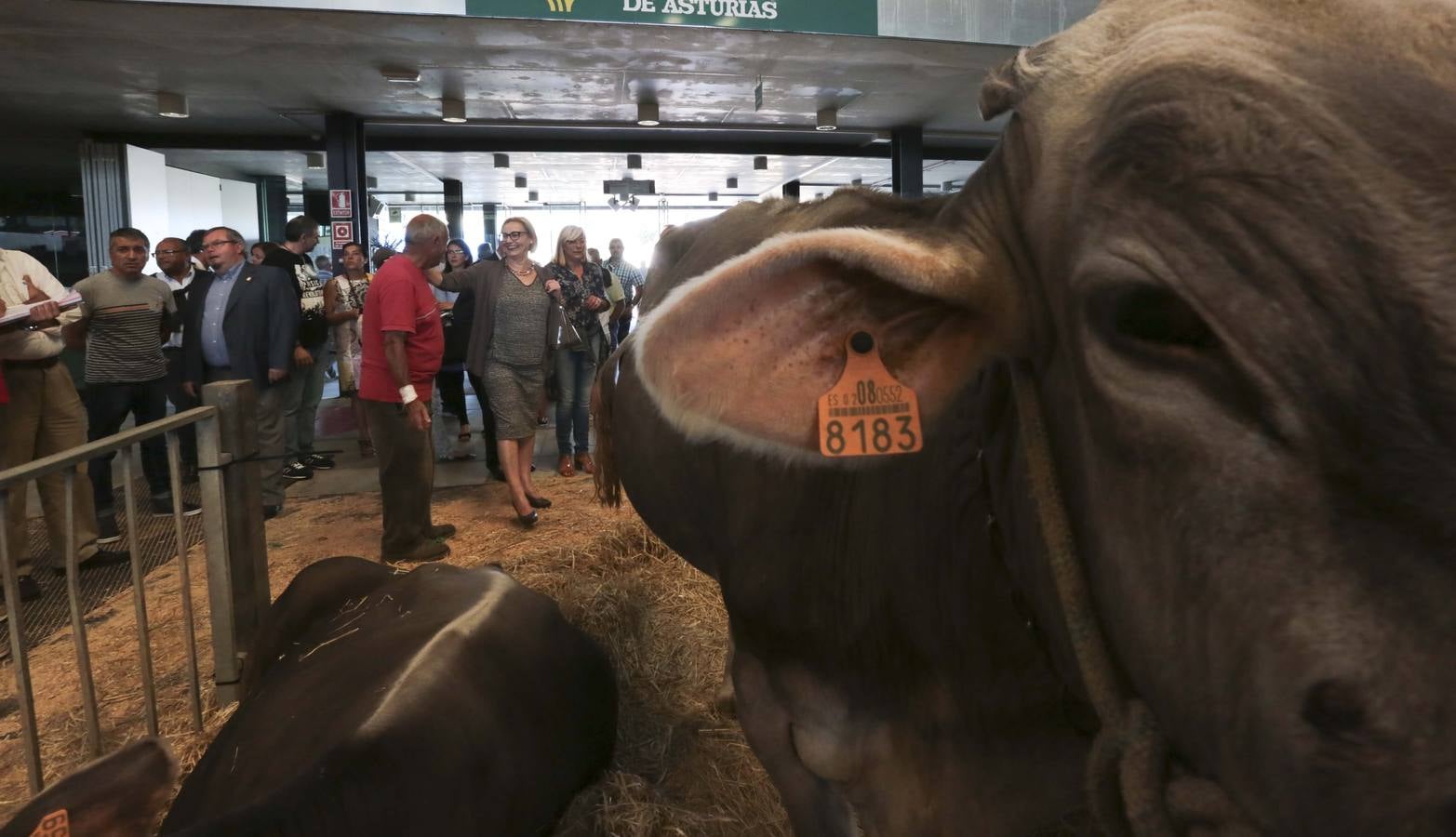 Más que vacas y toros en el Concurso de Ganado de San Agustín