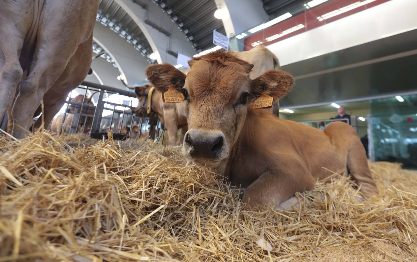 Más que vacas y toros en el Concurso de Ganado de San Agustín