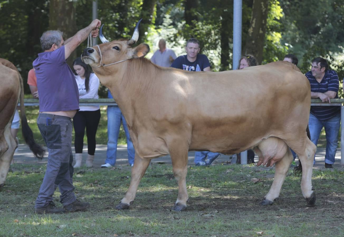 Más que vacas y toros en el Concurso de Ganado de San Agustín