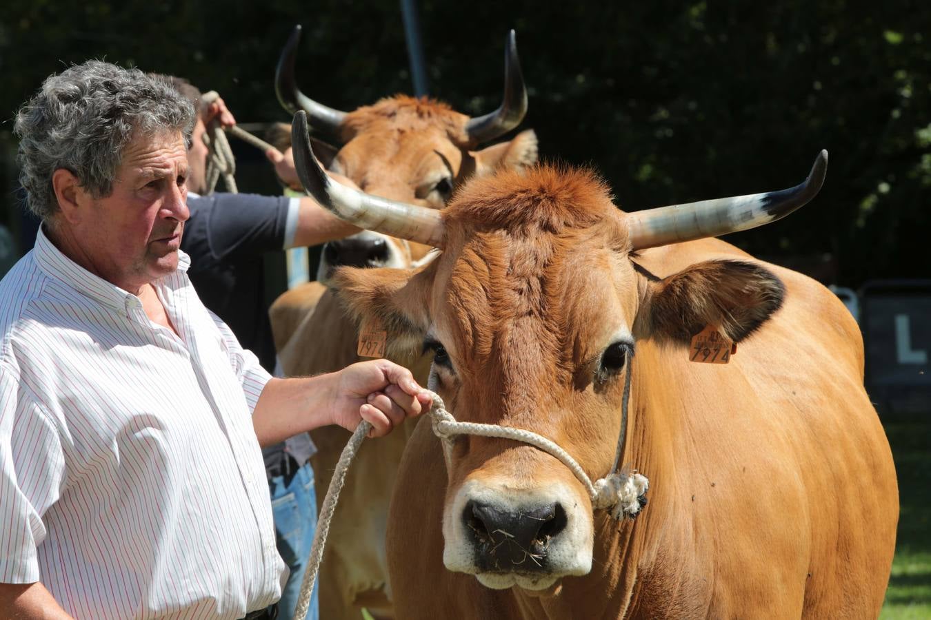 Más que vacas y toros en el Concurso de Ganado de San Agustín