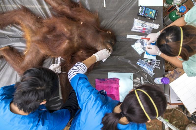 Al médico antes de volver a casa