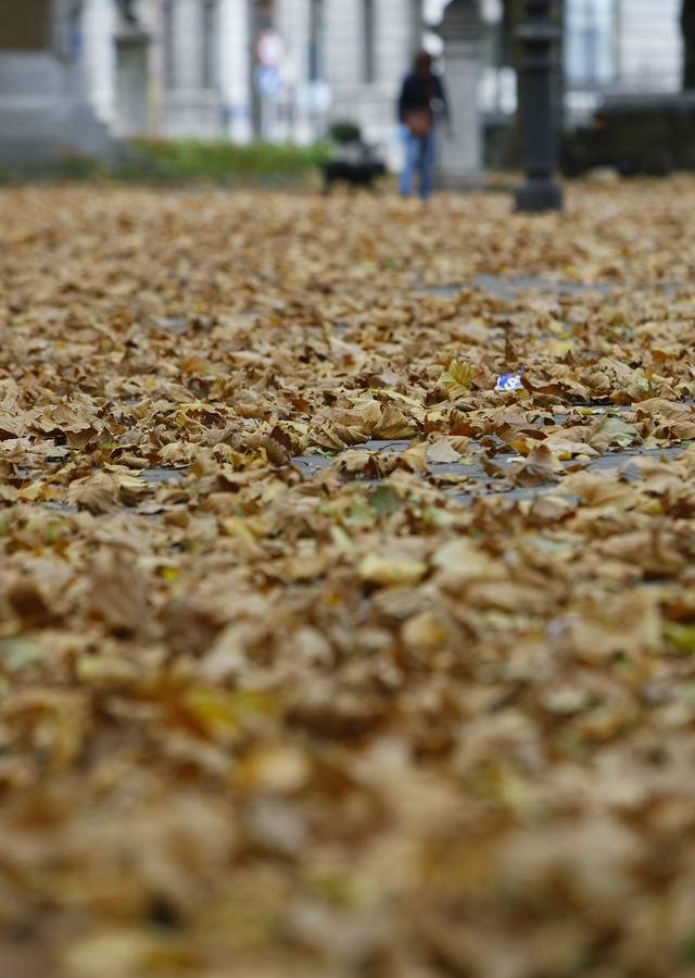 Hojas caídas en otoño en el parque de El Muelle. Selección de imágenes de los fotógrafos de EL COMERCIO.