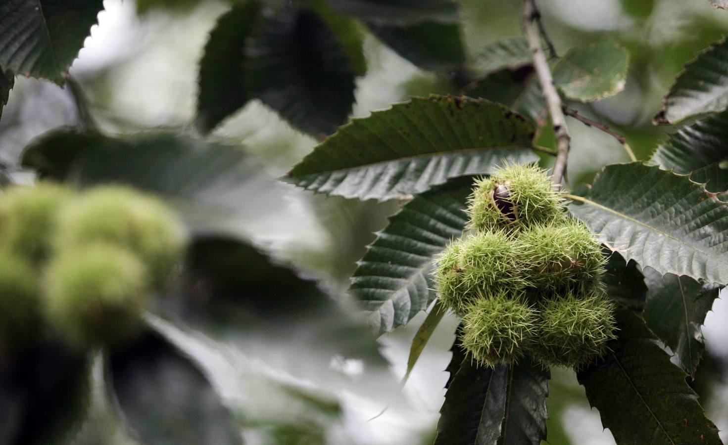 Castañas Mieres. Selección de imágenes de los fotógrafos de EL COMERCIO.
