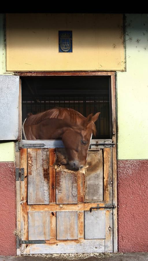 Así es la vida en El Asturcón