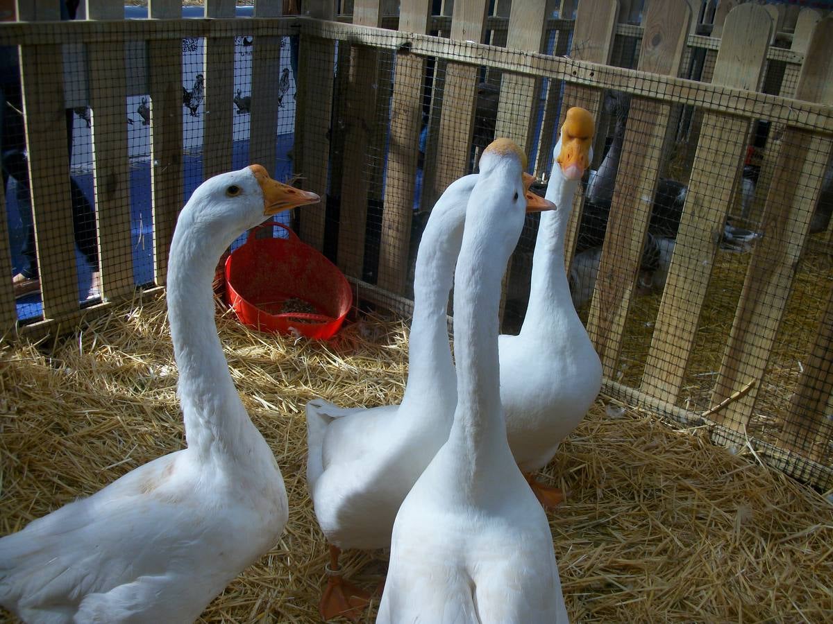 XII Exposición Internacional de Avicultura en Vegadeo