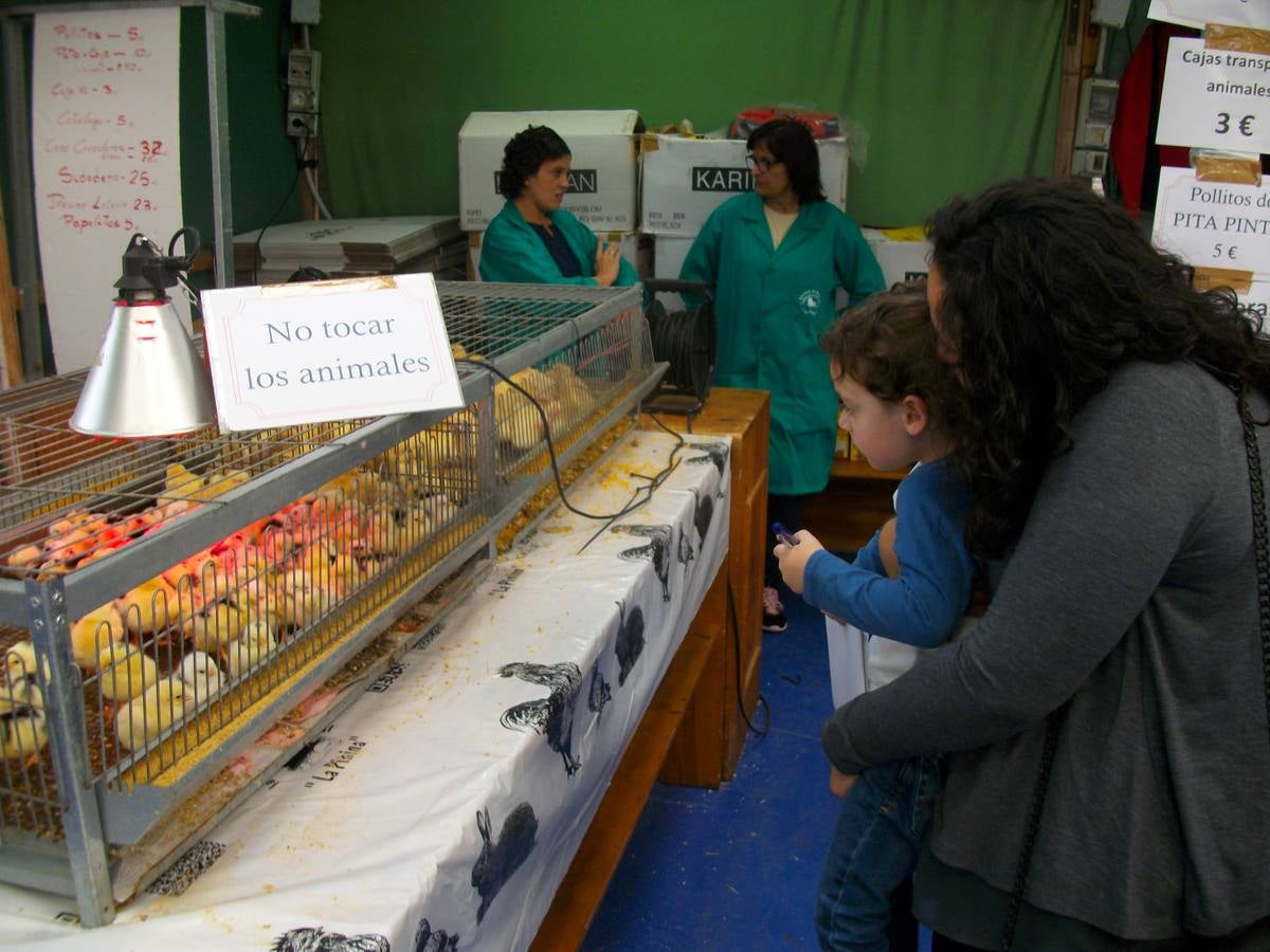 XII Exposición Internacional de Avicultura en Vegadeo