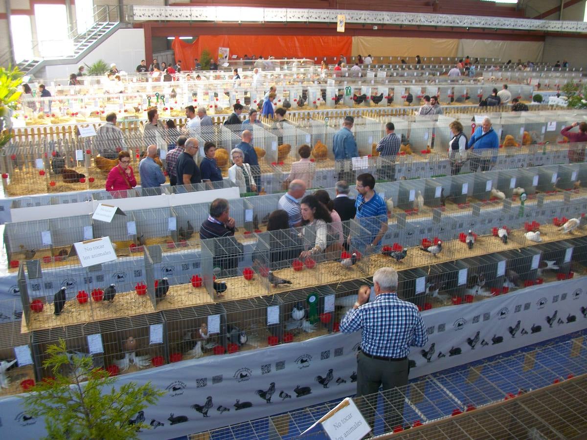 XII Exposición Internacional de Avicultura en Vegadeo