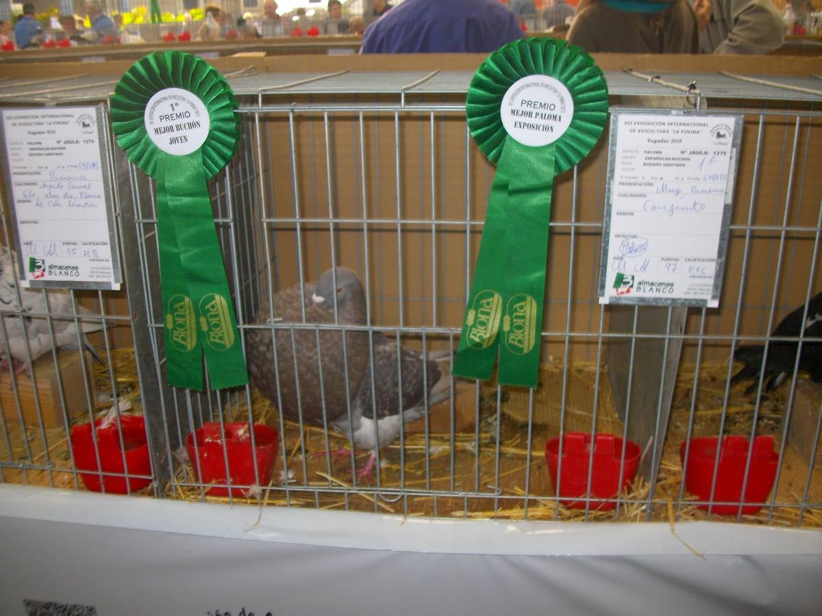 XII Exposición Internacional de Avicultura en Vegadeo