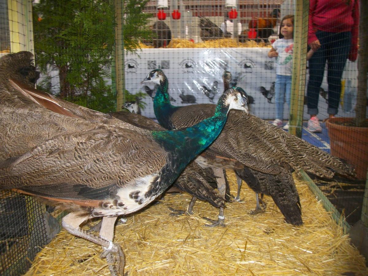 XII Exposición Internacional de Avicultura en Vegadeo