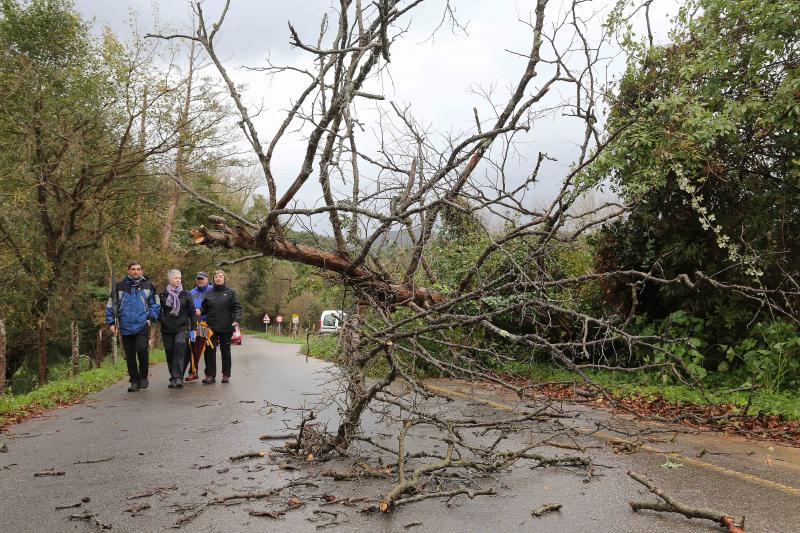 Árbol caído en las cercanías de la playa de Cuevas del Mar, el sábado.
