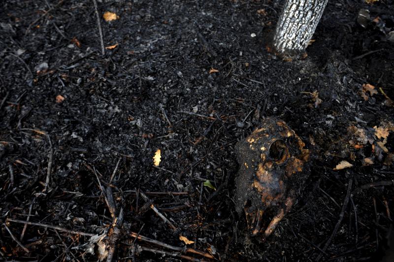 Así están los alrededores de La Fresneda tras el incendio que cercó la urbanización