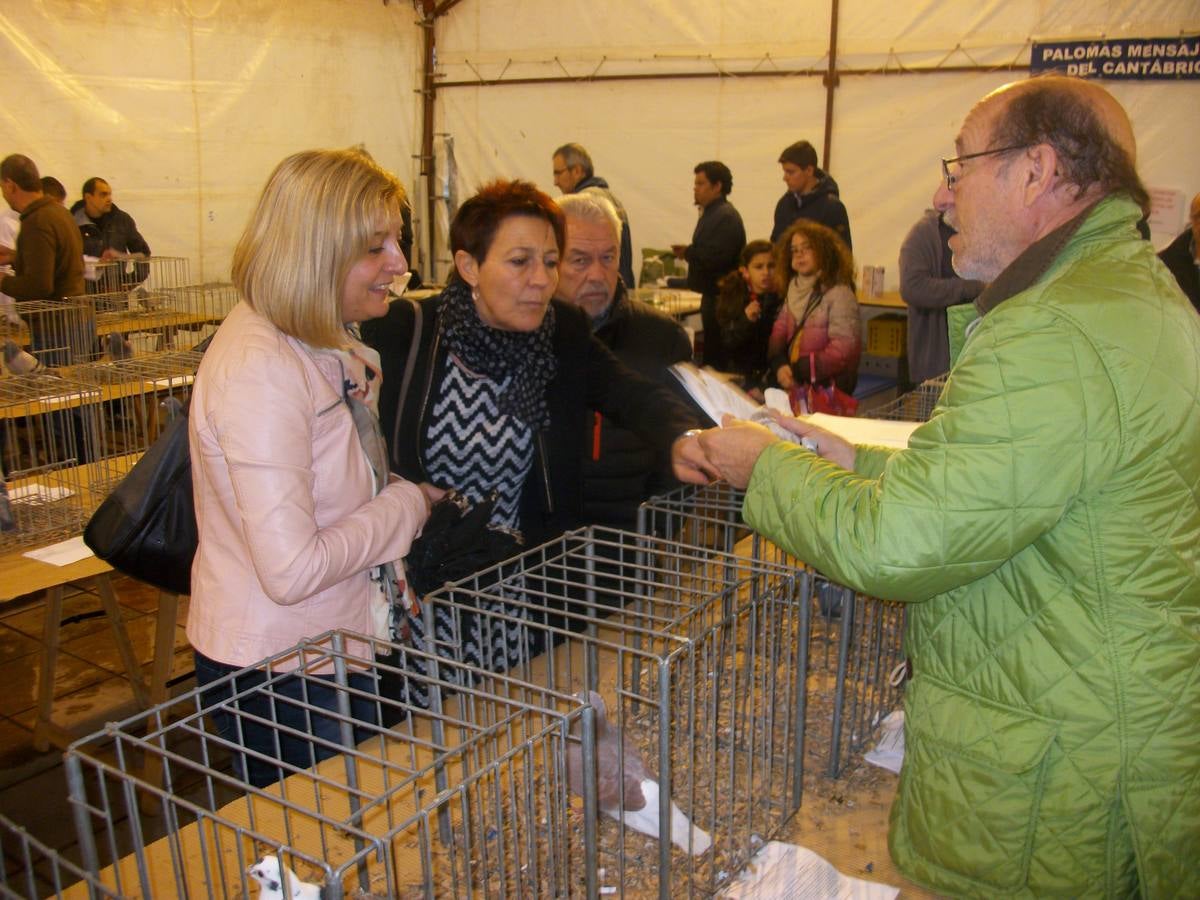 Exposición regional de palomas mensajeras en El Franco