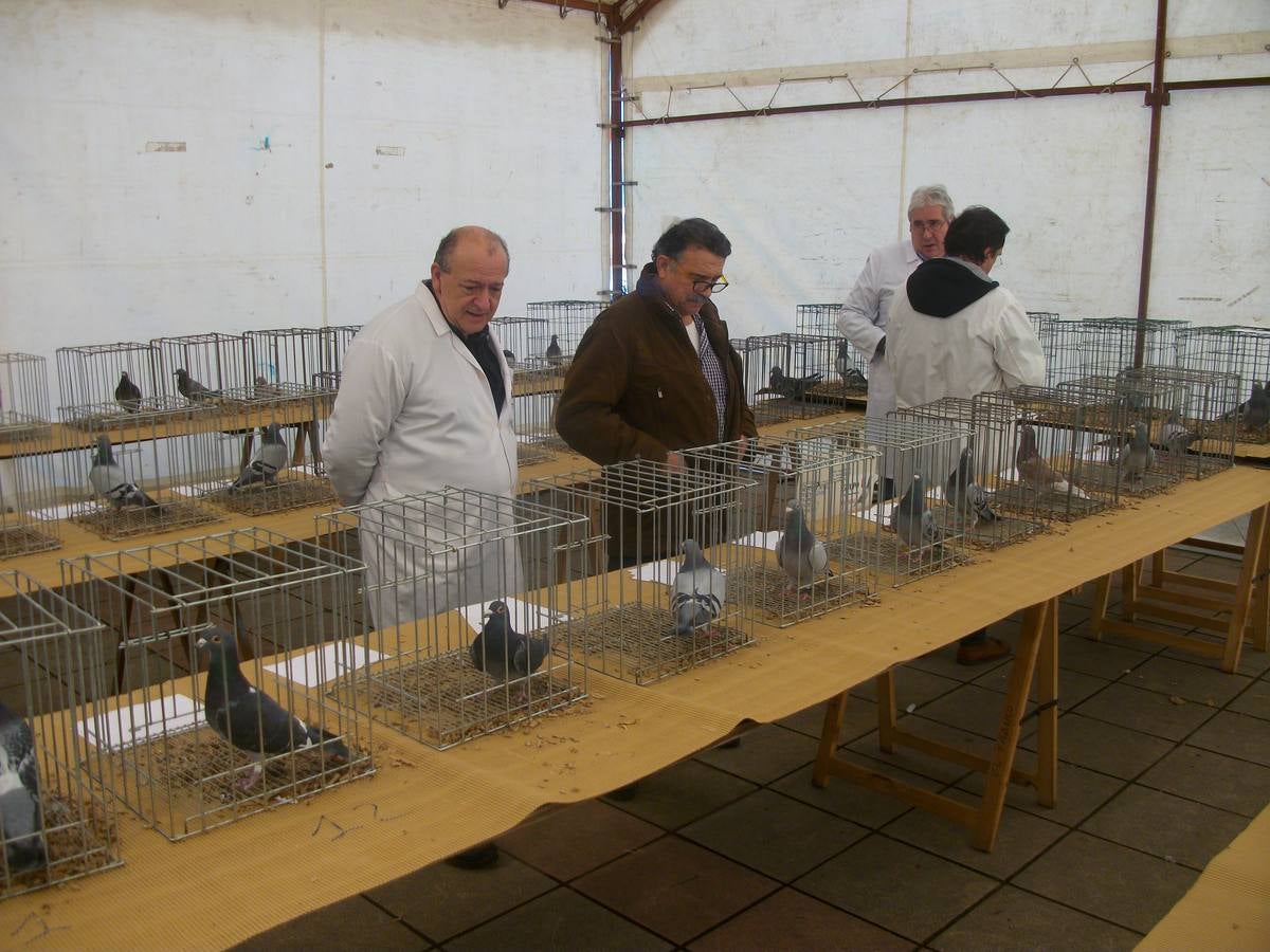 Exposición regional de palomas mensajeras en El Franco