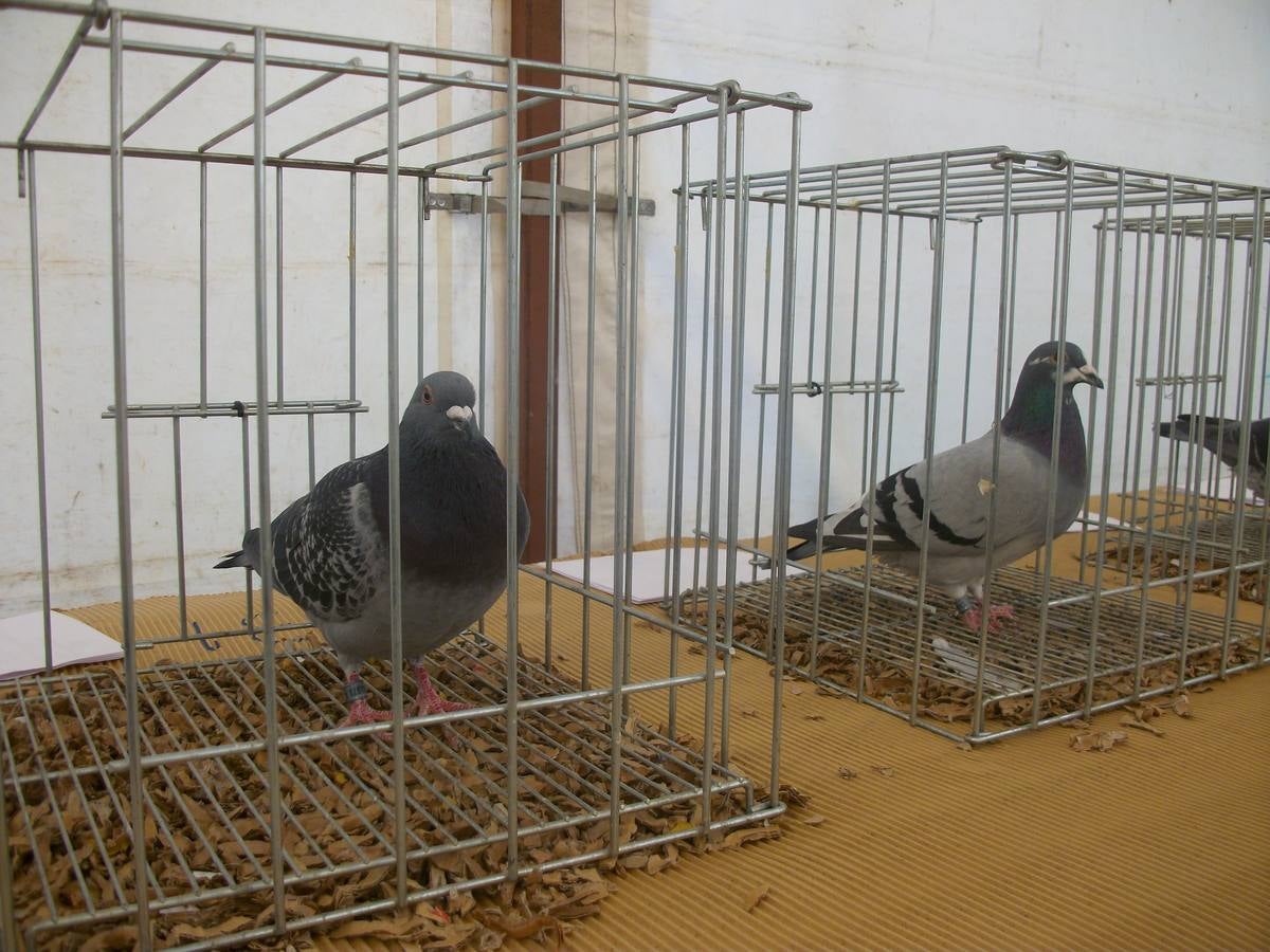 Exposición regional de palomas mensajeras en El Franco