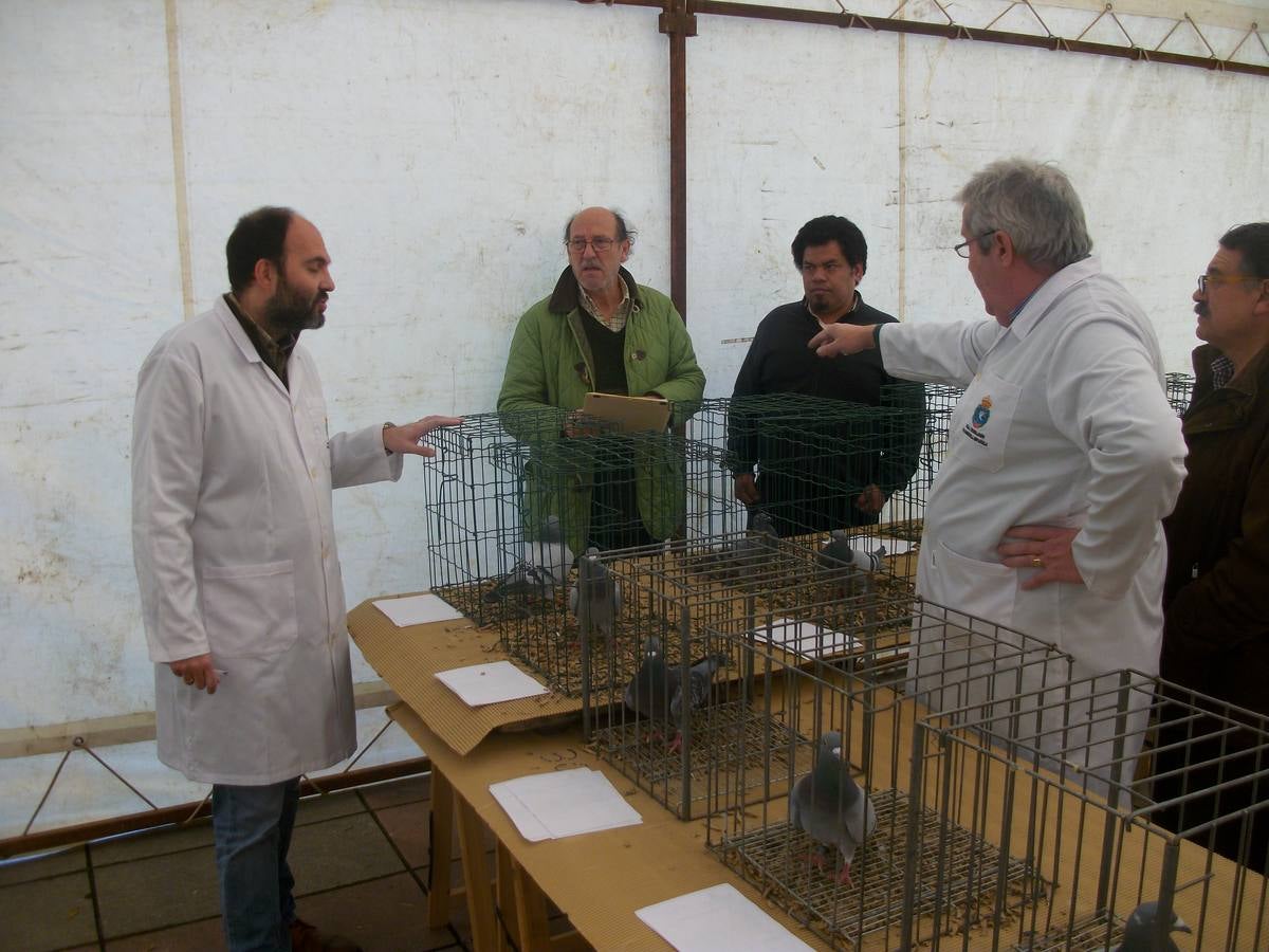 Exposición regional de palomas mensajeras en El Franco