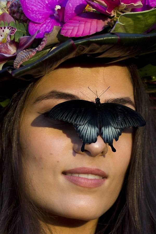 Exposición de mariposas