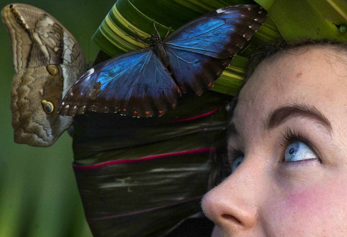 Exposición de mariposas