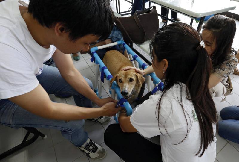 Sillas de ruedas solidarias para mascotas