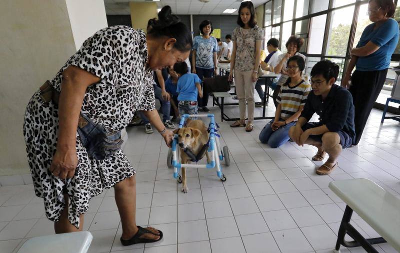 Sillas de ruedas solidarias para mascotas