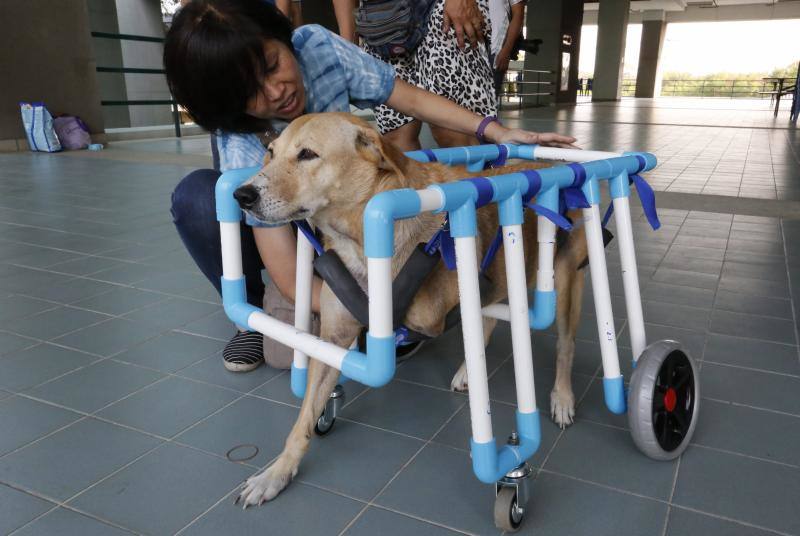 Sillas de ruedas solidarias para mascotas