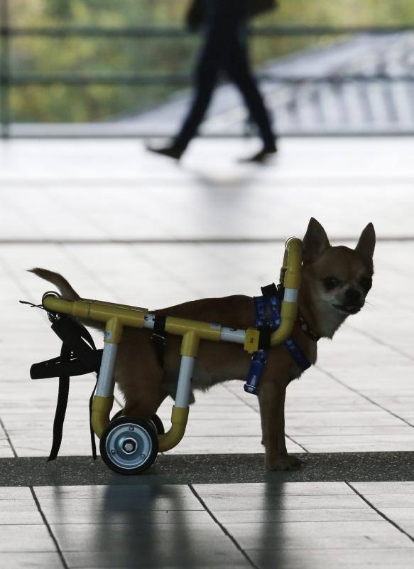 Sillas de ruedas solidarias para mascotas