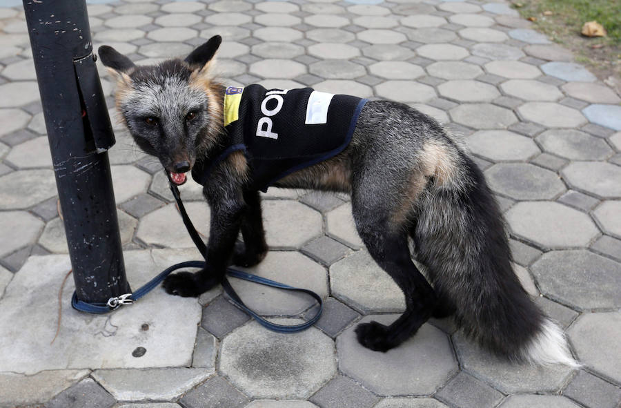 Concurso de mascotas exóticas