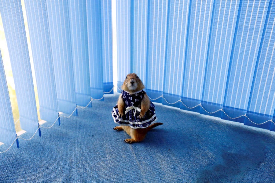 Concurso de mascotas exóticas