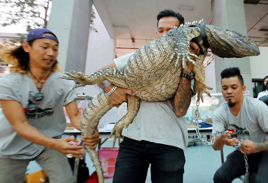 Concurso de mascotas exóticas