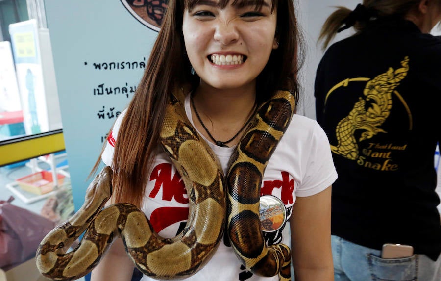 Concurso de mascotas exóticas