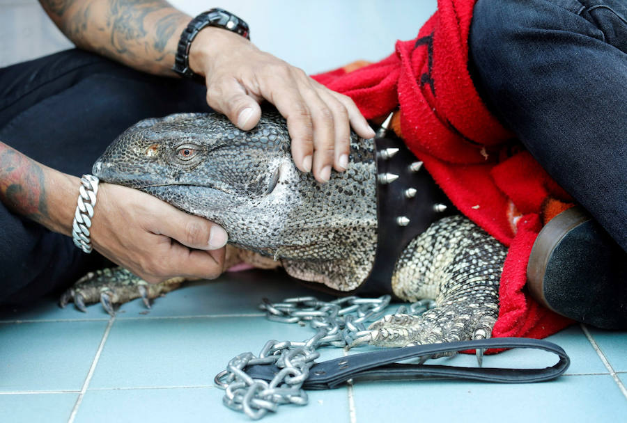 Concurso de mascotas exóticas