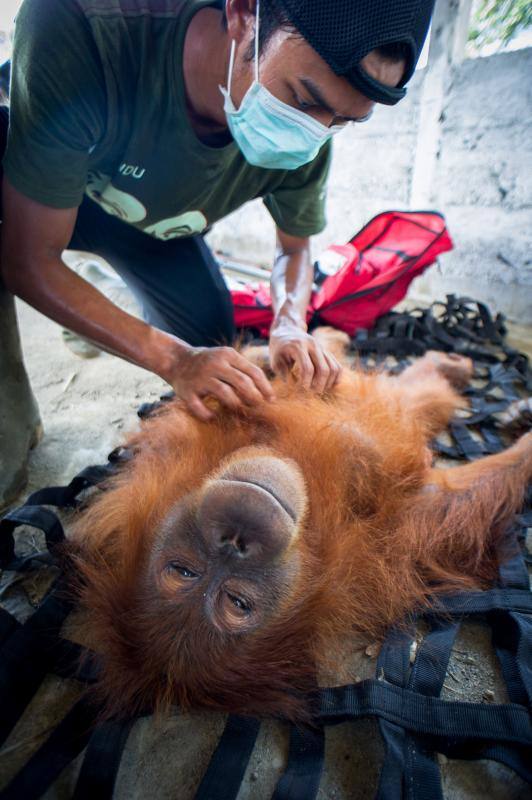 Salvar a los orangutanes, objetivo en Sumatra