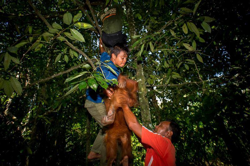 Salvar a los orangutanes, objetivo en Sumatra