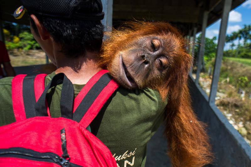 Salvar a los orangutanes, objetivo en Sumatra