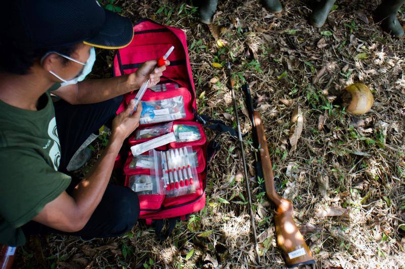 Salvar a los orangutanes, objetivo en Sumatra