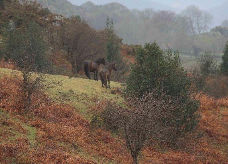 A la caza del caballo del Sueve