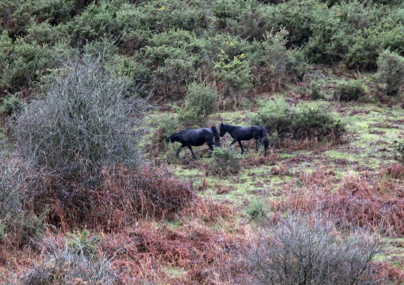 A la caza del caballo del Sueve