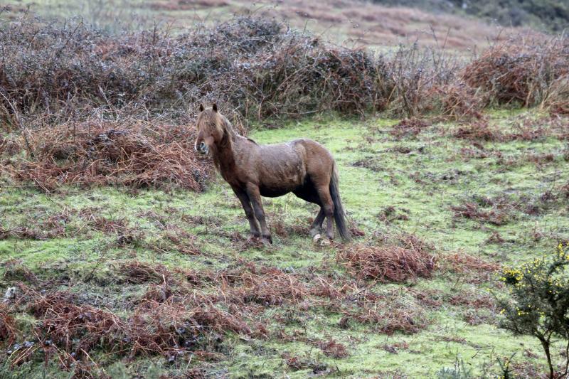 A la caza del caballo del Sueve