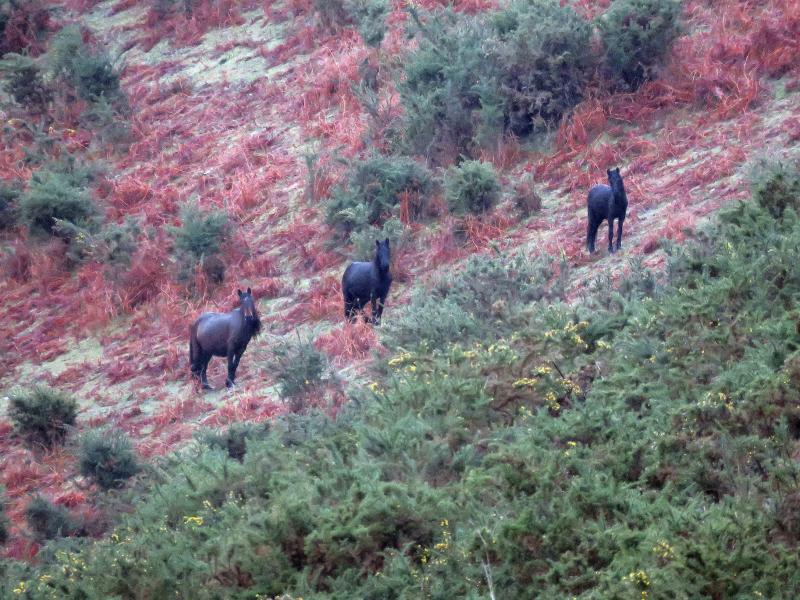A la caza del caballo del Sueve