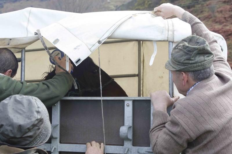 A la caza del caballo del Sueve