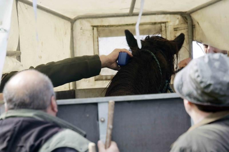 A la caza del caballo del Sueve